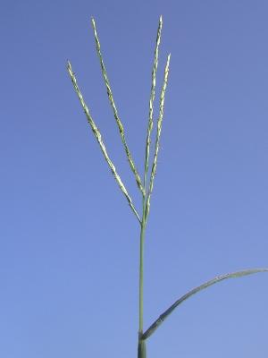 Digitaria aequiglumis?